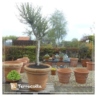 Olijfboom in grote terracotta pot