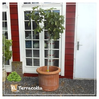 Vijgen boom in terracotta pot