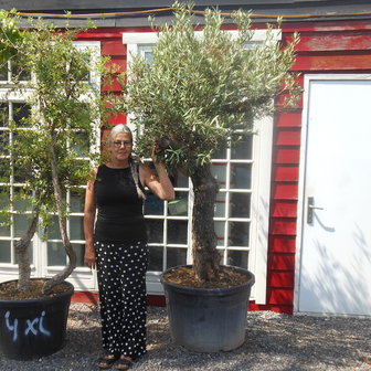 Grillige olijfboom 260 cm. hoog.
