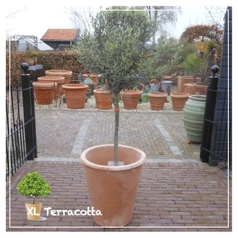 olijfboom in terracotta pot