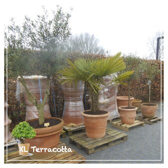 tropische planten-terracottapot-xlterracotta