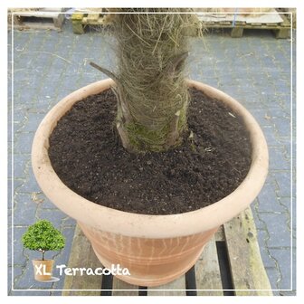 trachycarpus fortunei-terracottapot-set