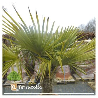trachycarpus fortunei-palm-terracottapot