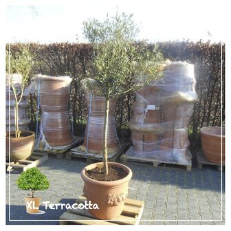 Terracotta-58cm-olijfboom-set