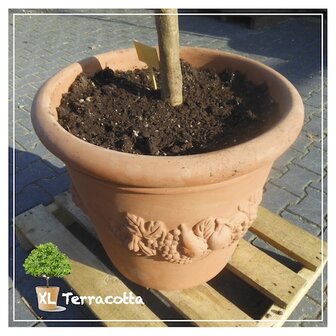 Italiaans-terracotta-pot-olijfboom-geplant