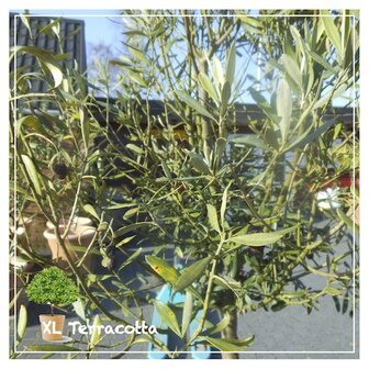 olijfboom-in terracottapot-58 cm-itali&euml;