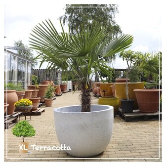 palmboom-kunststofpot-80cm-xlterracotta