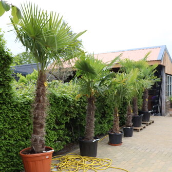 verkoop-oudepekela-palmbomen-xlterracotta