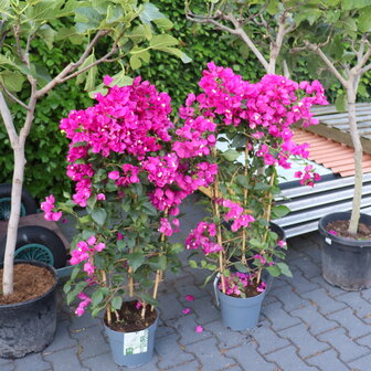 Assortiment Palmbomen