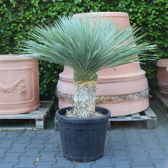 yucca rostrato-palmbomen-xlterracotta