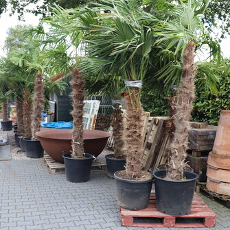 palmbomen-groot-oostgroningen-assortiment-fortunei