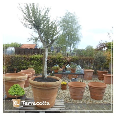 Olijfboom in grote terracotta pot