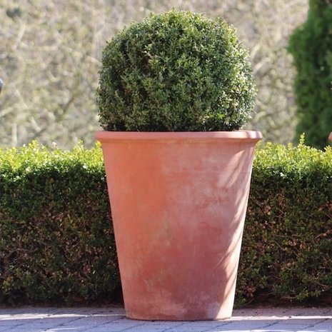 buxus in grote terracotta pot