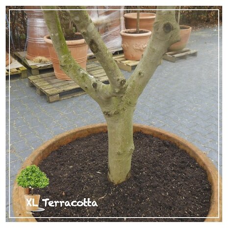 olijfboom-30cm-terracottapot