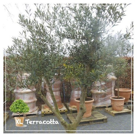 olijfboom-260cm-terracottapot-geplant-xlterracotta