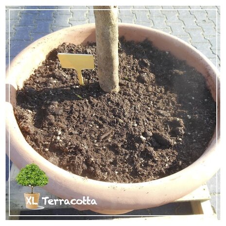 xlterracotta-58cm-olijfboom-geplant