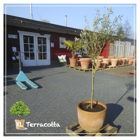 olea europea-terracottapot-italiaans