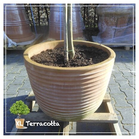 olijfboom-terracottapot-55cm-italië