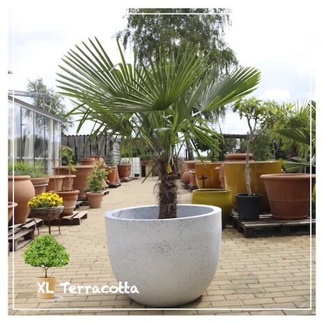 palmboom-kunststofpot-80cm-xlterracotta